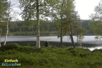 Västerbotten Landschaft Schweden Norrland See Birken Wald