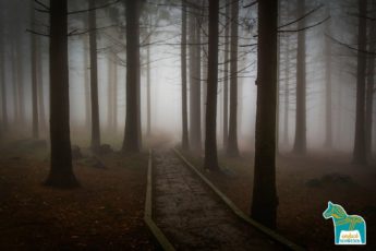 Schwedisch Schweden Spukgeschichten dunkler Wald Bäume