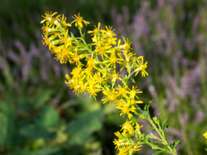 schweden heilpflanze Skandinavien echte Goldrute Blüte