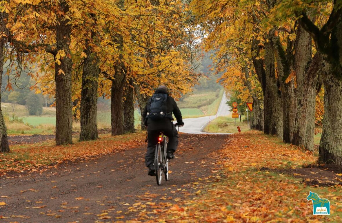 Schweden Herbst Bäume Laub bunt Fahrrad Mann